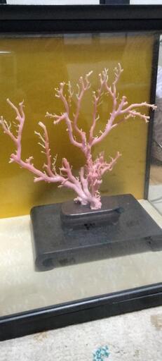 超貴重ピンクサンゴの原木 珊瑚の置物