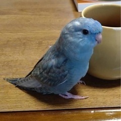 インコ探しのお願い
