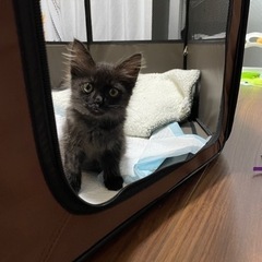 毒餌を食べて瀕死だった子猫(；ω；)
