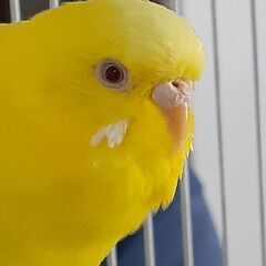 黄色いセキセイインコ探してます！
