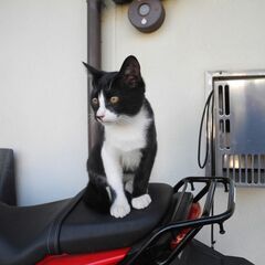 野良子猫の里親募集
