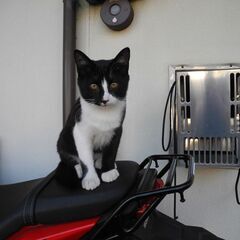 野良子猫の里親募集 - 日野市