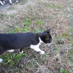野良子猫の里親募集 − 東京都