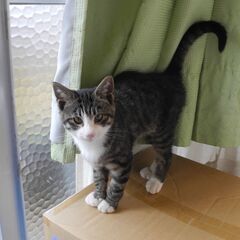 野良子猫の里親募集