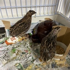 うずら鳥　成鳥3羽、小鳥1羽