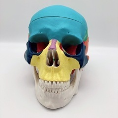 【美品】頭蓋骨模型