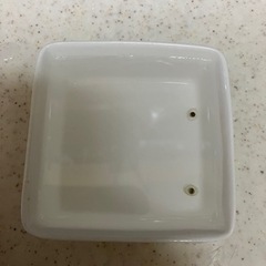 ⭐️アマミシリケンイモリ⭐️ブリード個体の卵
