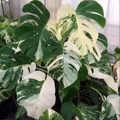 斑入りモンステラお手元にありませんか？