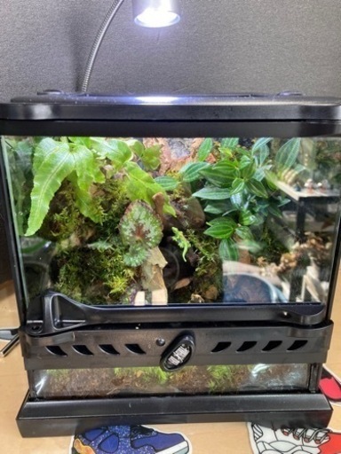 ☆杜のメダカ☆★イモリ・カエル飼育にオススメ！！コケリウム・パルダリウム完成品★グラステラリウムナノキューブ★ライト付き