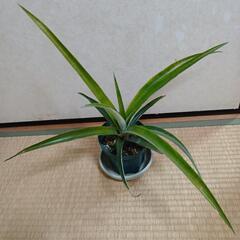 パイナップル　苗　Ｂ