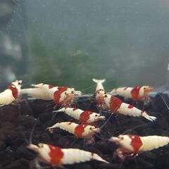レッドビーシュリンプ5匹