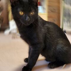 先住猫とも大丈夫！元気な黒猫男の子4ヶ月 - 函館市