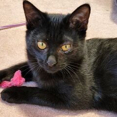 先住猫とも大丈夫！元気な黒猫男の子4ヶ月