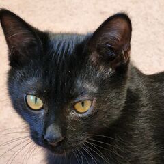 先住猫とも大丈夫！元気な黒猫男の子4ヶ月 - 猫