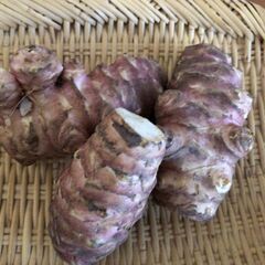菊芋売ります。の画像