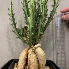 流通量の少ない仕立てもレアな塊根植物ですユーフォルビア・ クンチー 観葉植物 ビザールプランツの画像