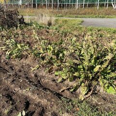 山わさびを売ります。の画像