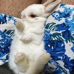 うさぎちゃんの里親募集してます！