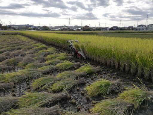 令和４年産天日干し「あいちのかおり」30.5kg１袋7,000円でお分けします