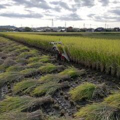 令和４年産天日干し「あいちのかおり」30.5kg１袋7,000円...
