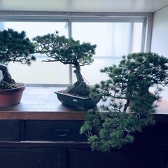【盆栽の知識がなく、教えてください🙇‍♂️】
