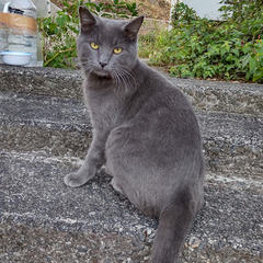 猫の里親を探しています。