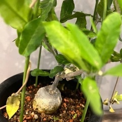 かなり希少価値の高い塊根植物 火星人(フォッケア エデュリス)観葉植物 ビザールプランツの画像