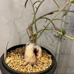 モナデニウム モンタナム ほぼ流通する事のない塊根植物 観葉植物 ビザールプランツの画像