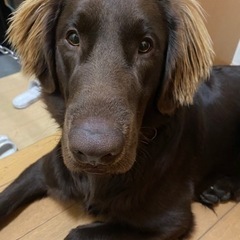 元気もりもり男の子🐶