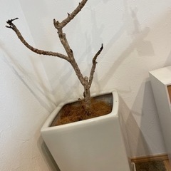 本日限定値下げ元値15000円　値下げ交渉可　鉢植え　プランター　ツピタンサスの画像