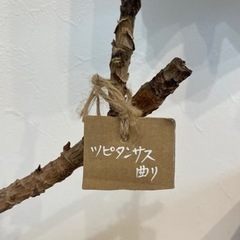 本日限定値下げ元値15000円　値下げ交渉可　鉢植え　プランター　ツピタンサスの画像