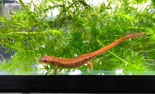 アマミシリケンイモリ卵10個