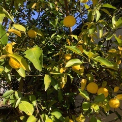 完全無農薬柚子　ゆず　10個