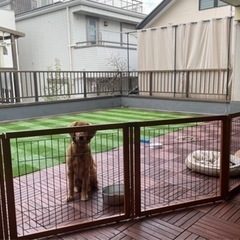 ゴールデンレトリバー女の子，1歳6ヶ月 - 犬