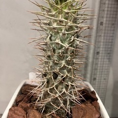 パキポディウム ラメリー 丈夫で目を引く塊根植物です 観葉植物 ビザールプランツの画像