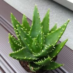 多肉植物　アロエ　不夜城？　2