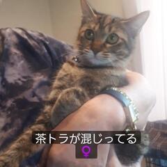保護猫ママ避妊済と仔猫検査済陰性