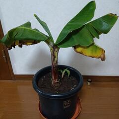 ミニバナナ　苗　大