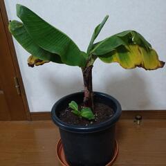 ミニバナナ　苗　大の画像