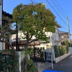 庭木剪定