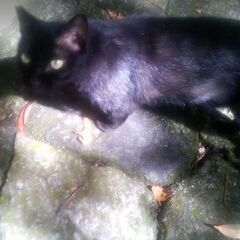 猫のエサやり　末吉公園で猫に餌をあげれる方