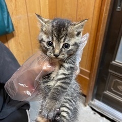 【2頭決定】助けてください　迷い子猫です