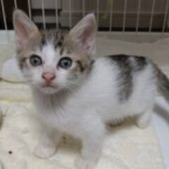 in春日井市～子猫大集合！保護猫の譲渡会2022年11月19日（...