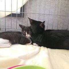 in春日井市～子猫大集合！保護猫の譲渡会2022年11月19日（土）～ 非営利団体「ちーむ にゃいんず」 - 春日井市