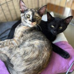 in豊明市～子猫大集合！保護猫の譲渡会2022年11月19日（土...