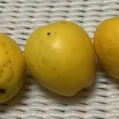 カリン3個
