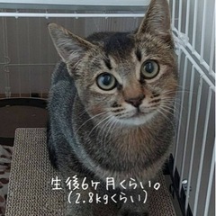 甘えっ子さんです