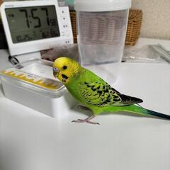 緑のセキセイインコを逃がしてしまいました。