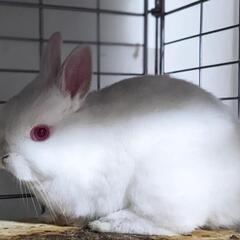 赤目の可愛い白うさぎちゃん💖 − 埼玉県