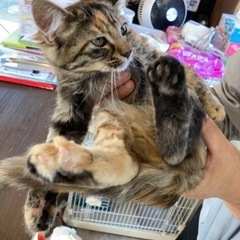 （募集一旦〆ます）里親募集！会社で産まれた子達です。